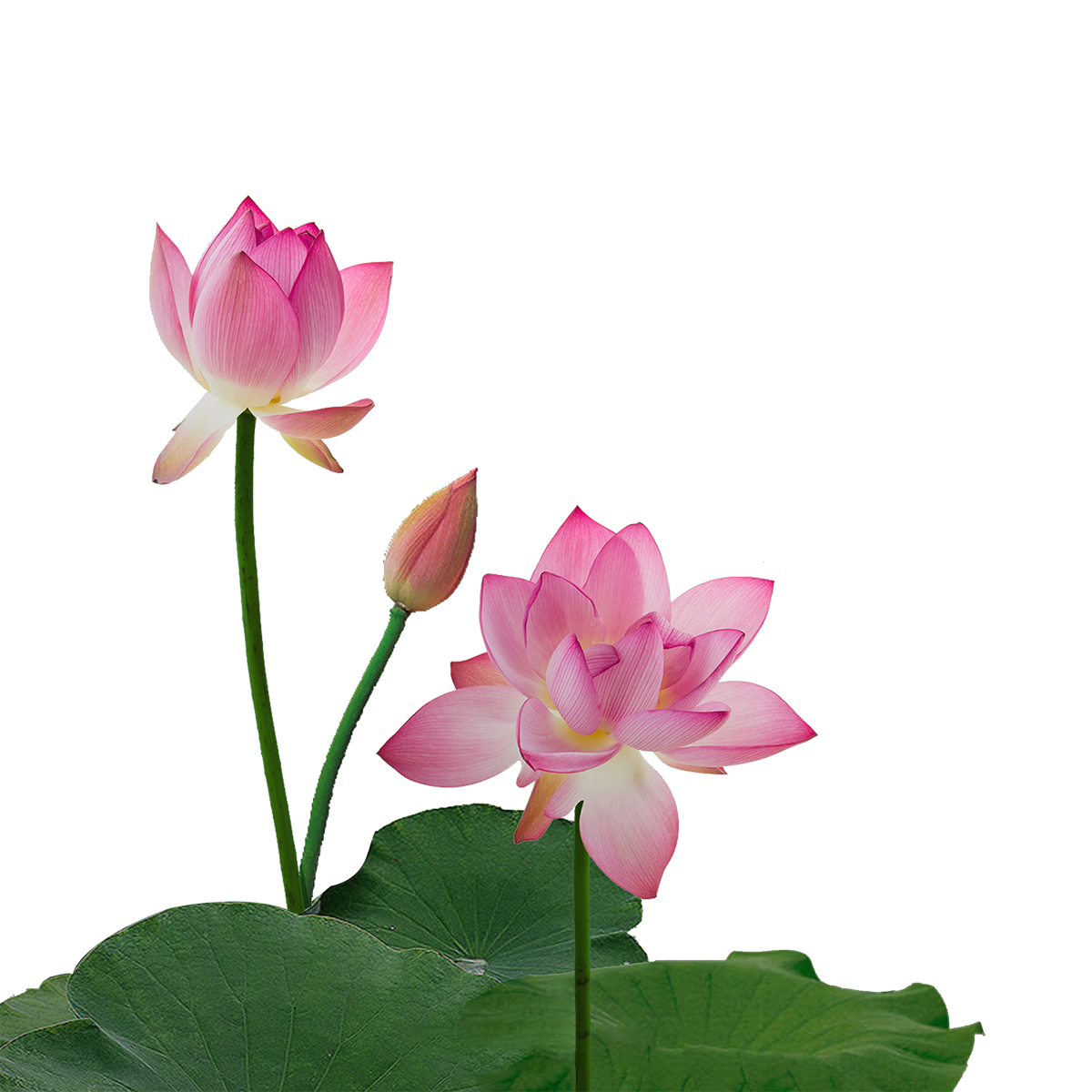 蓮花整株